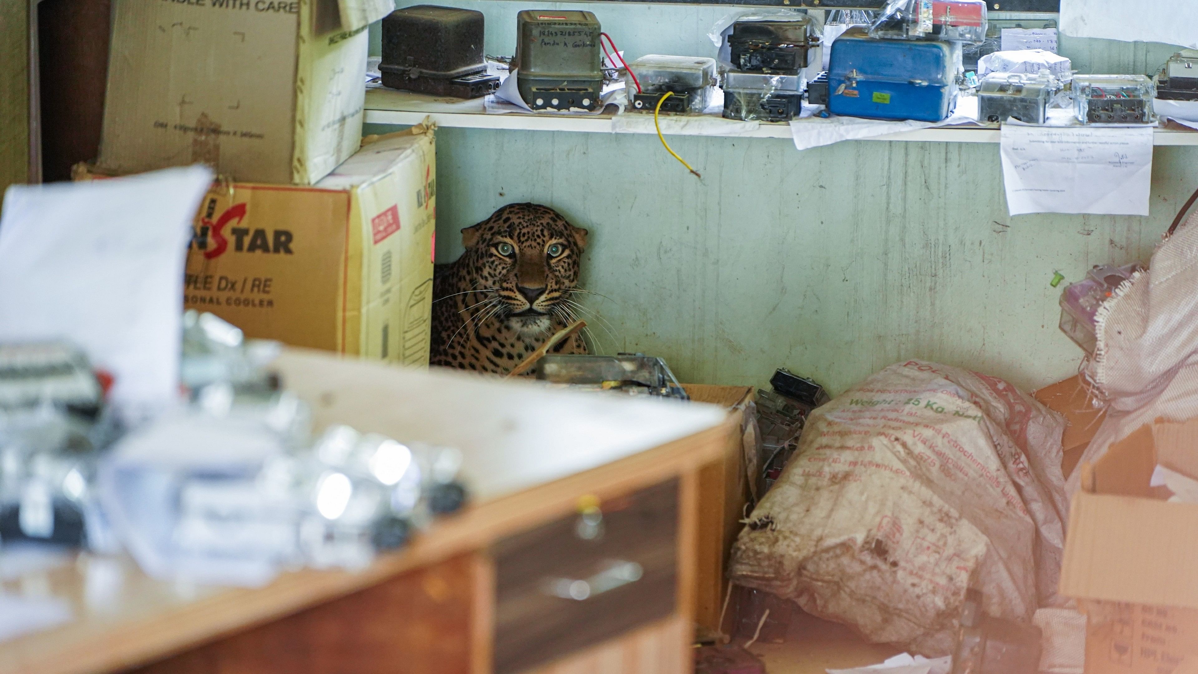 <div class="paragraphs"><p>A three-year-old female leopard found inside the Maharashtra State Electricity Board substation office in the Khed forest range</p></div>